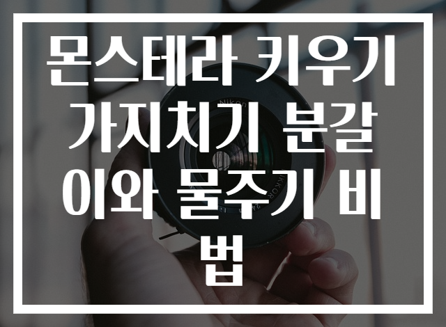 몬스테라 키우기 가지치기 분갈이와 물주기 비법