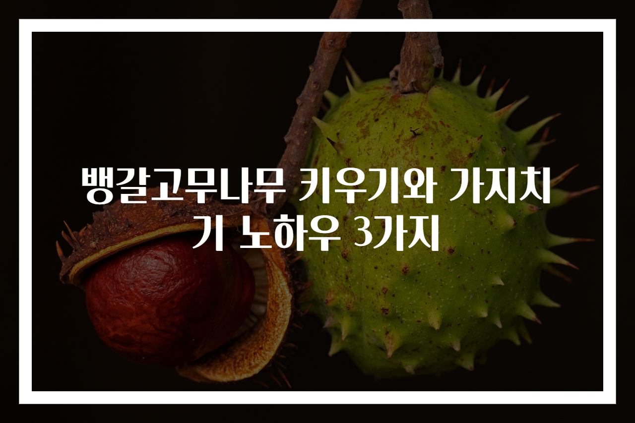 뱅갈고무나무 키우기와 가지치기 노하우 3가지