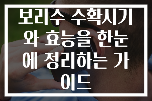 보리수 수확시기와 효능을 한눈에 정리하는 가이드