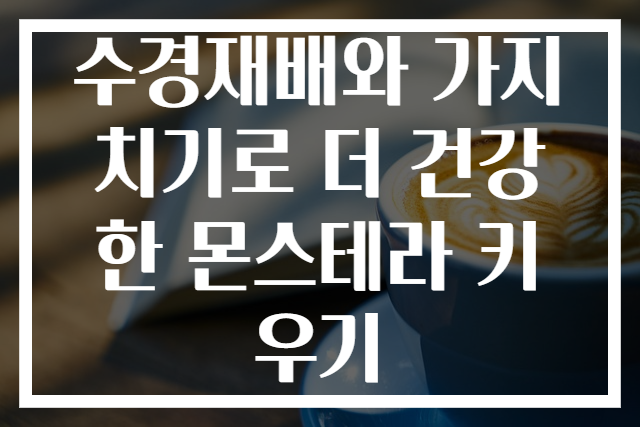 수경재배와 가지치기로 더 건강한 몬스테라 키우기