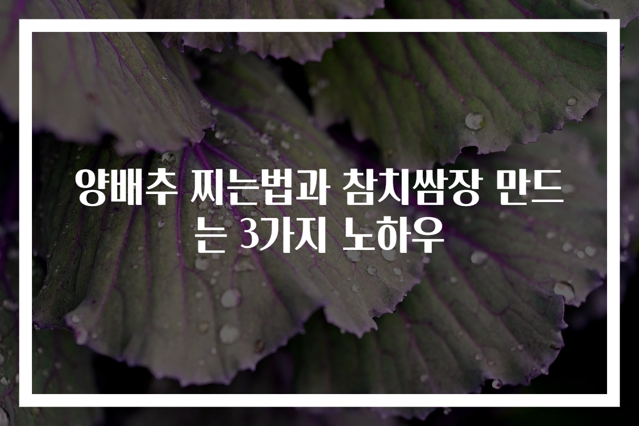 양배추 찌는법과 참치쌈장 만드는 3가지 노하우