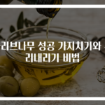 올리브나무 성공 가지치기와 뿌리내리기 비법