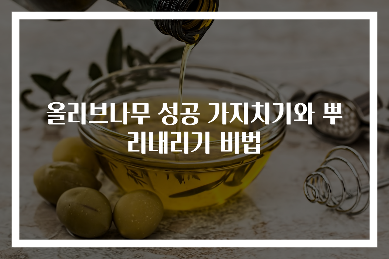올리브나무 성공 가지치기와 뿌리내리기 비법
