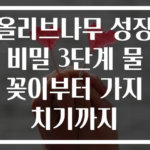 올리브나무 성장 비밀 3단계 물꽂이부터 가지치기까지