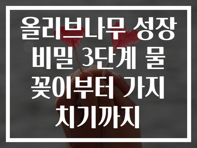 올리브나무 성장 비밀 3단계 물꽂이부터 가지치기까지