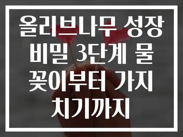 올리브나무 성장 비밀 3단계 물꽂이부터 가지치기까지