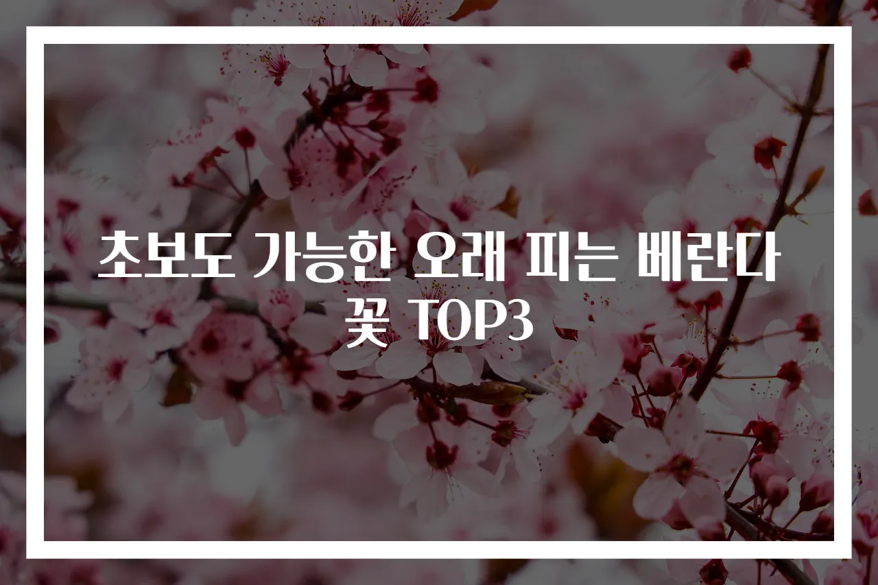 초보도 가능한 오래 피는 베란다꽃 TOP3