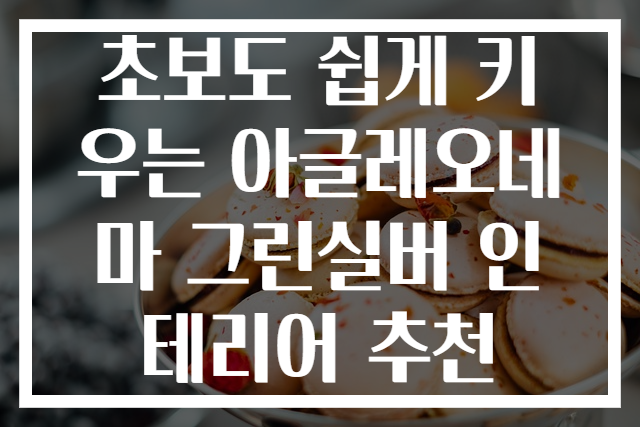 초보도 쉽게 키우는 아글레오네마 그린실버 인테리어 추천