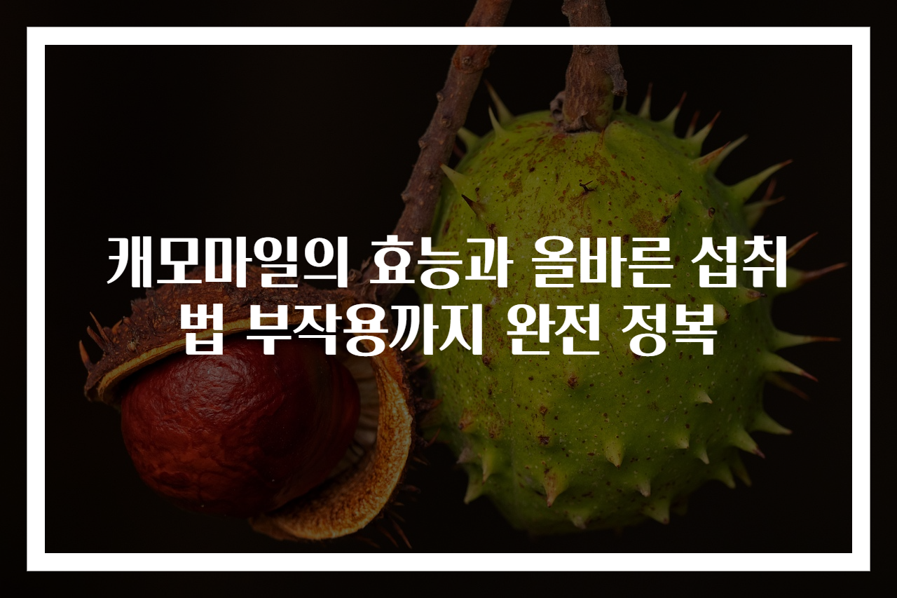 캐모마일의 효능과 올바른 섭취법 부작용까지 완전 정복