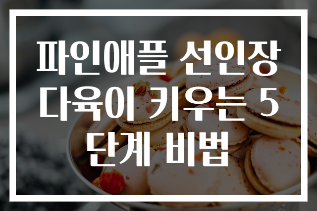 파인애플 선인장 다육이 키우는 5단계 비법