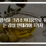 행잉식물 크리소카디움으로 꾸미는 감성 인테리어 3가지