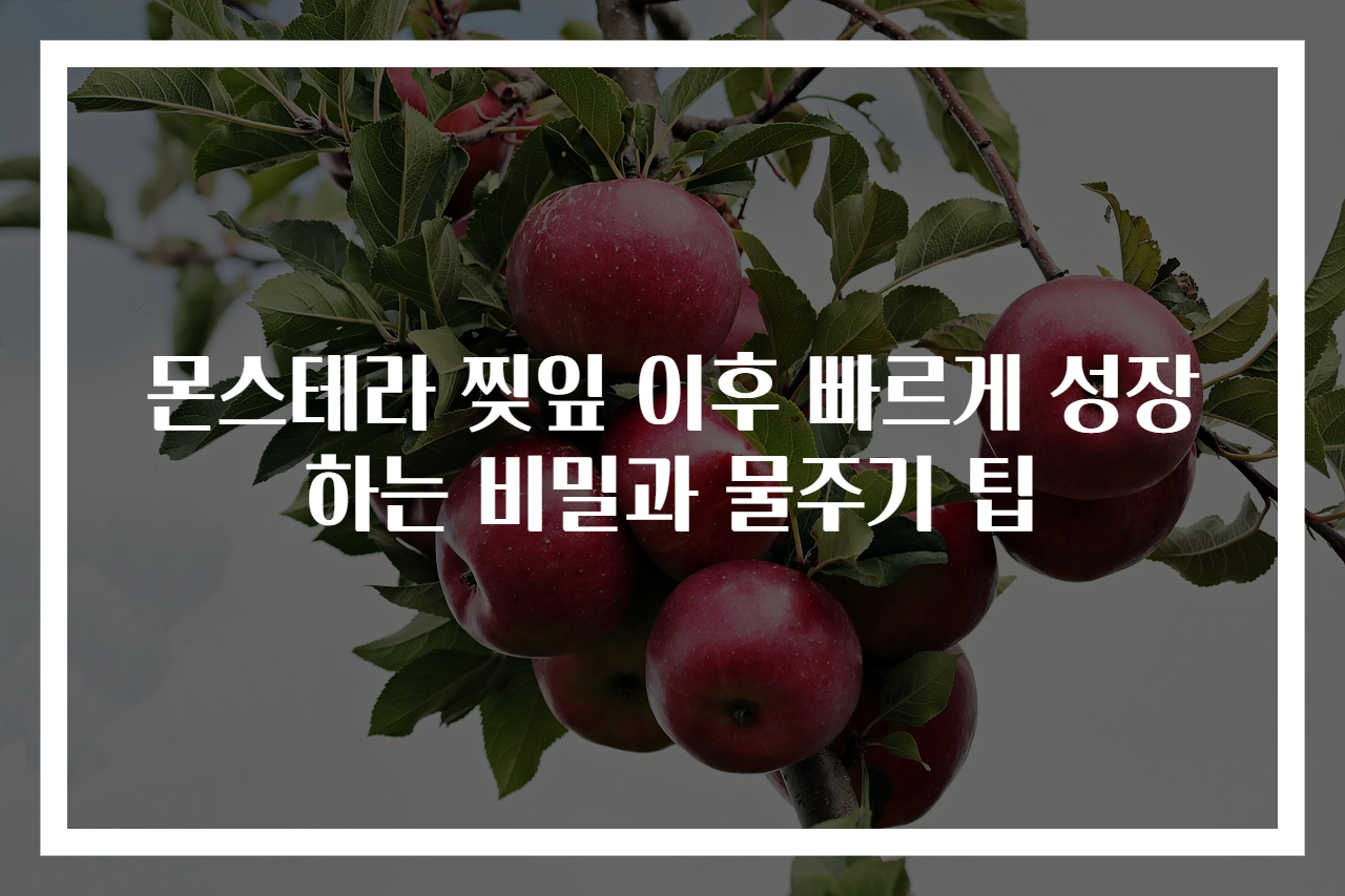 몬스테라 찢잎 이후 빠르게 성장하는 비밀과 물주기 팁