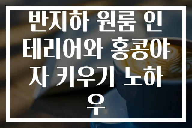 반지하 원룸 인테리어와 홍콩야자 키우기 노하우