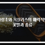 사랑초와 옥살리스의 매력적인 꽃말과 종류