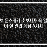 알보 몬스테라 초보자가 꼭 알아야 할 관리 핵심 5가지