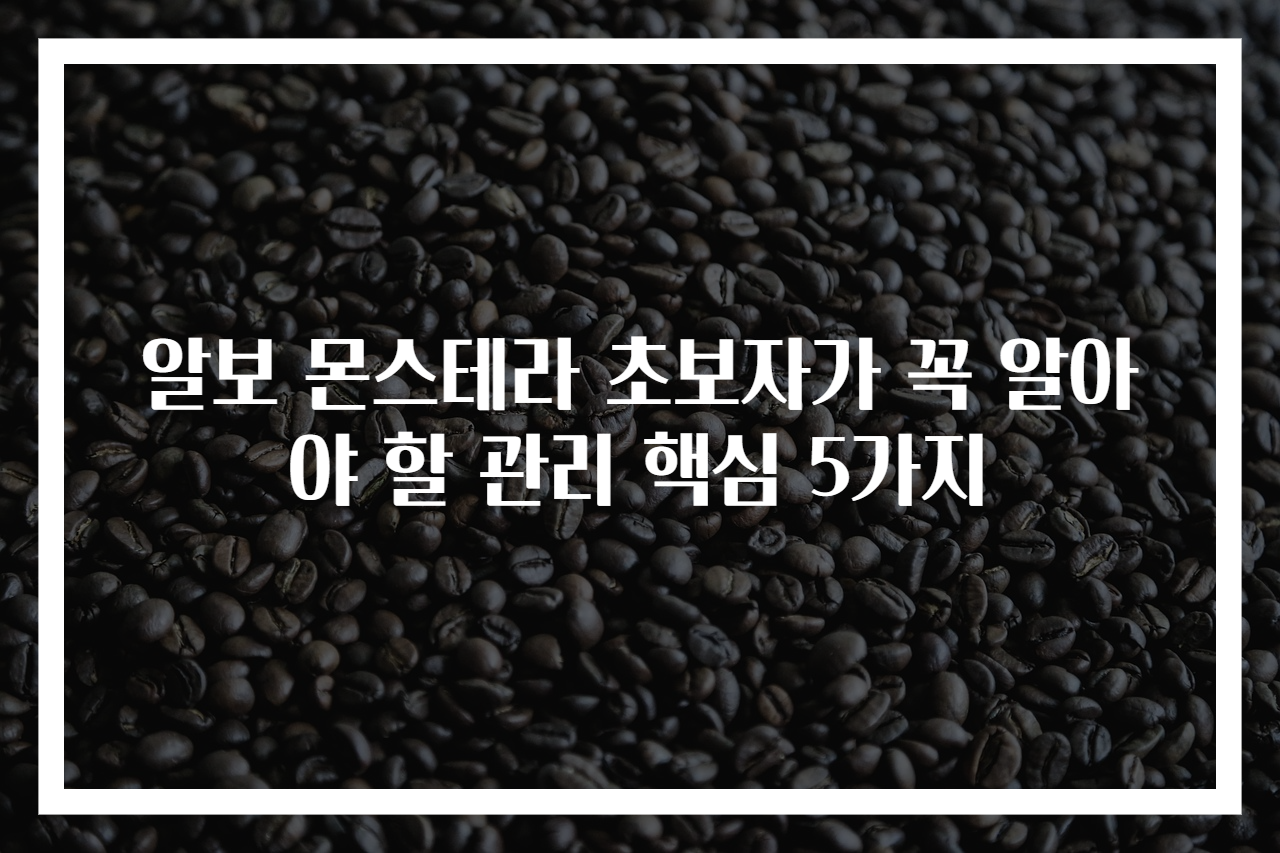 알보 몬스테라 초보자가 꼭 알아야 할 관리 핵심 5가지