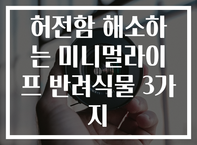 허전함 해소하는 미니멀라이프 반려식물 3가지